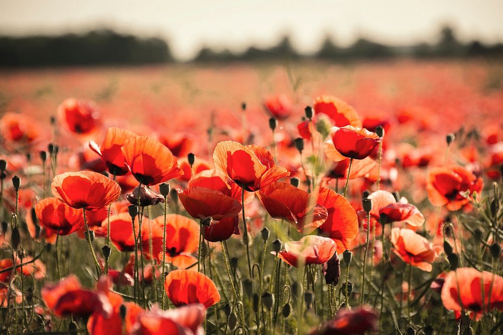 Free red poppy image, public domain flower CC0 photo.