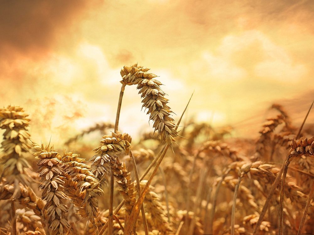 Free wheat filed image, public domain nature CC0 photo.