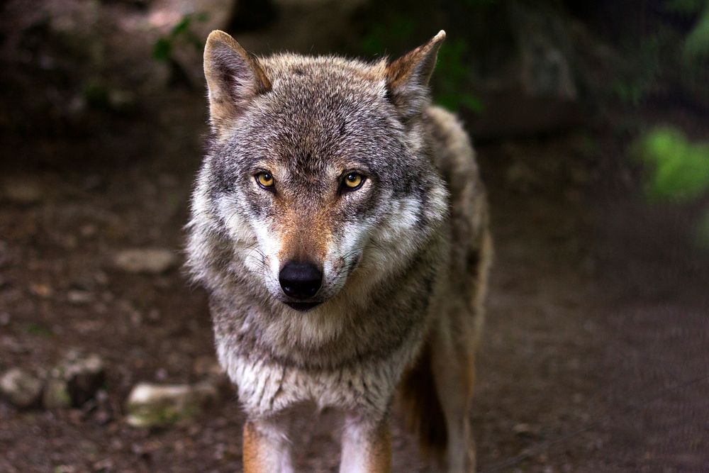 Free wolf image, public domain animal CC0 photo.