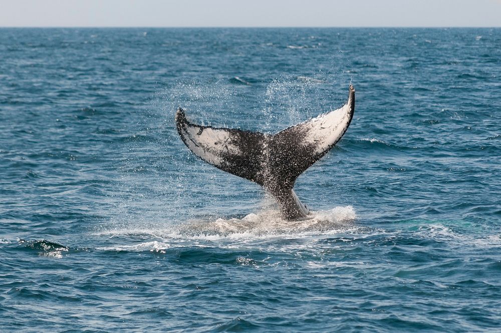 Free whale tail diving into ocean close up photo, public domain animal CC0 image.