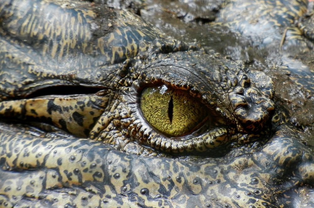 Free crocodile eye close up portrait photo, public domain animal CC0 image.