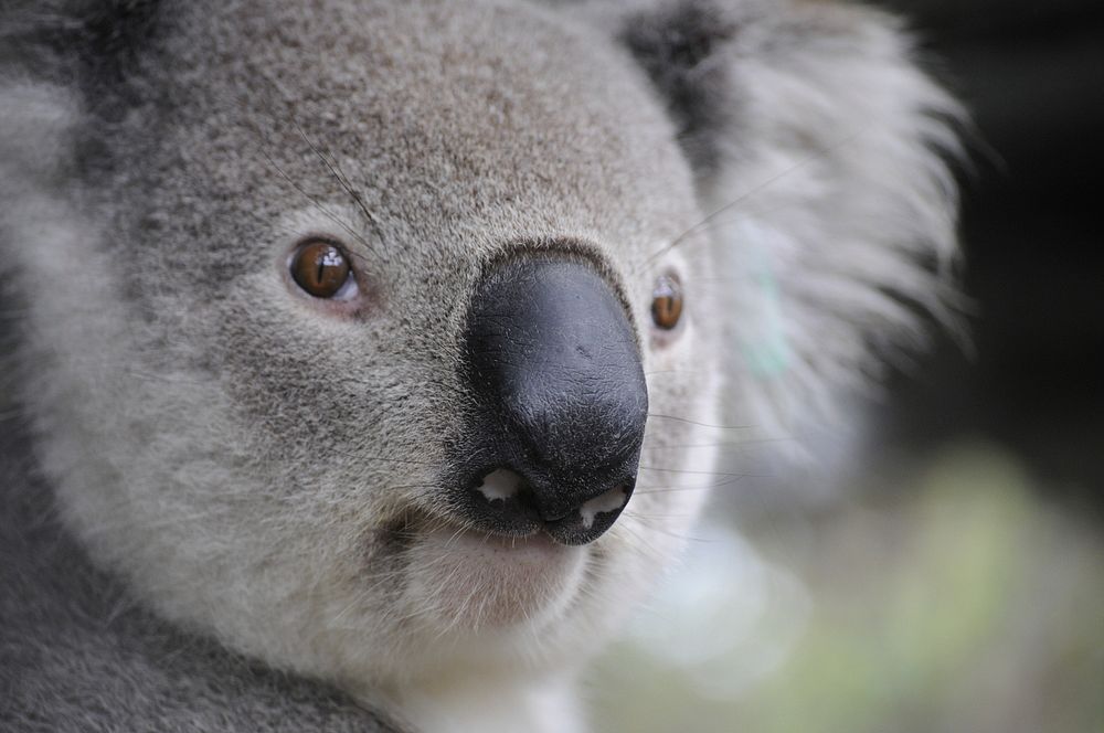 Free cute koala bear image, public domain CC0 photo.
