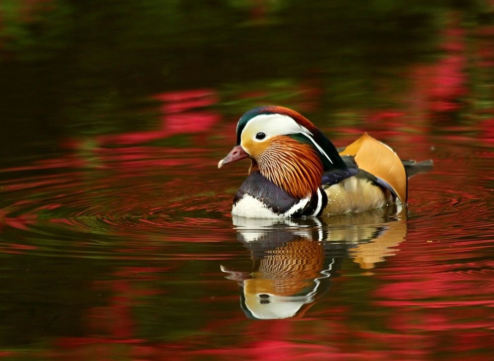 Free mandarin duck floating on water image, public domain animal CC0 photo.