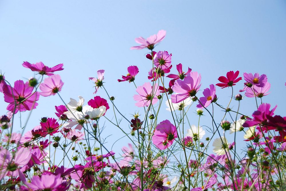 Free cosmos field image, public domain flower CC0 photo.