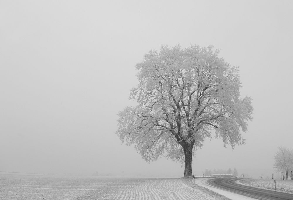Free snow covered tree by road photo, public domain winter CC0 image.