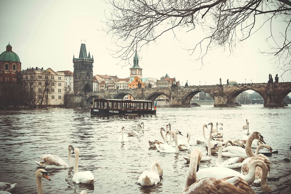 Free swan in river near old city image, public domain CC0 photo.