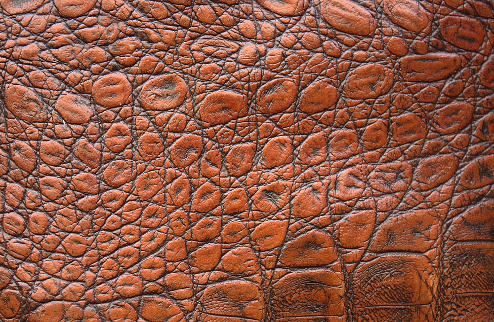 Free crocodile skin closeup image, public domain animal CC0 photo.