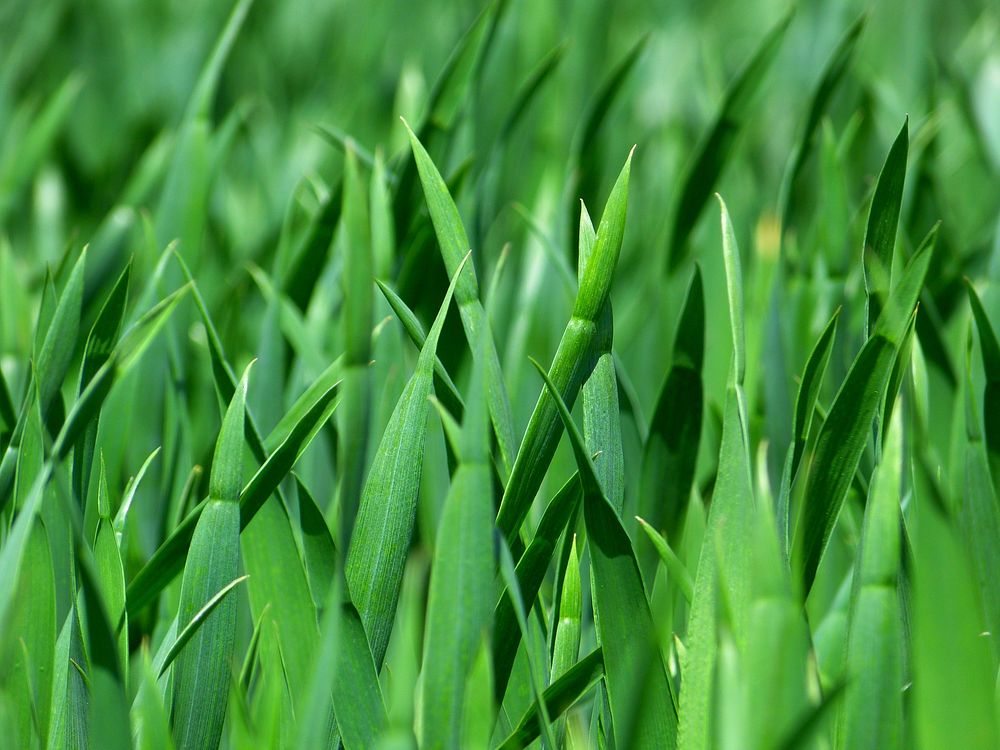 Free closeup on green plant leaves image, public domain nature CC0 photo.