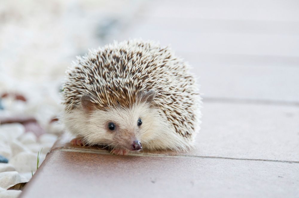 Free hedgehog in nature background portrait photo, public domain animal CC0 image.