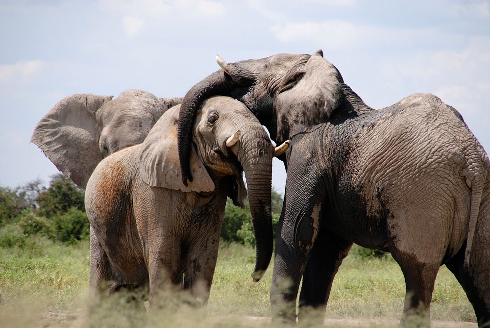 Free African elephants image, public domain wild animal CC0 photo.