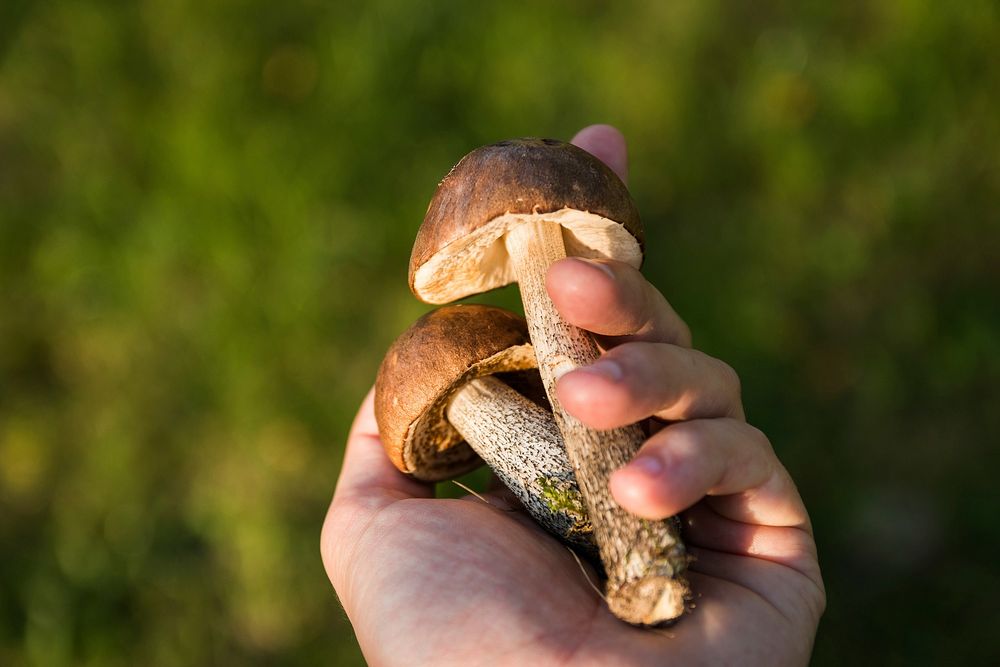 Free mushroom photo, public domain plant CC0 image.