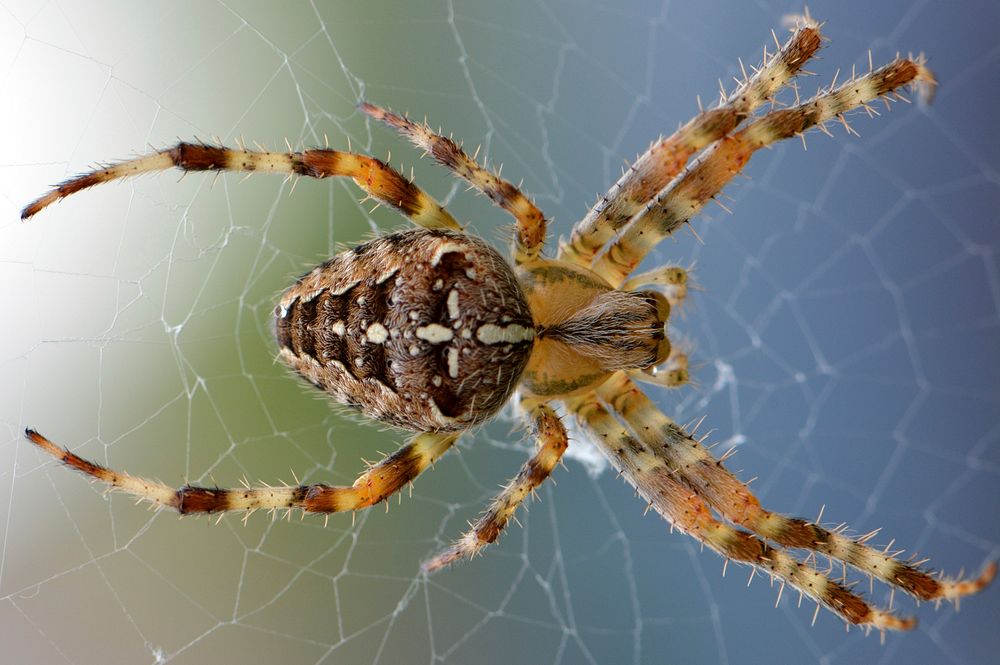 Free close up spider on web image, public domain animal CC0 photo.