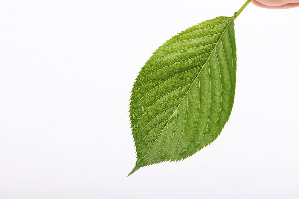 Leaf with water droplets, free public domain CC0 photo
