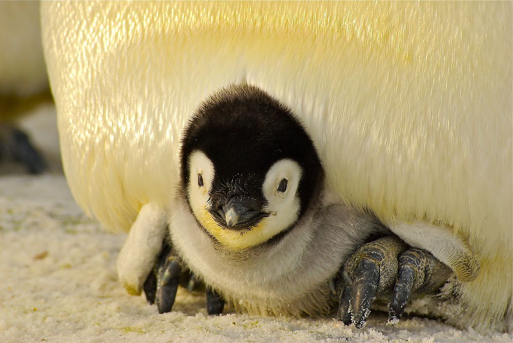 Free penguin with a baby chick image, public domain animal CC0 photo.