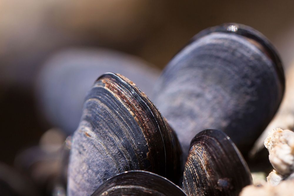Free fresh mussels image, public domain seafood CC0 photo.