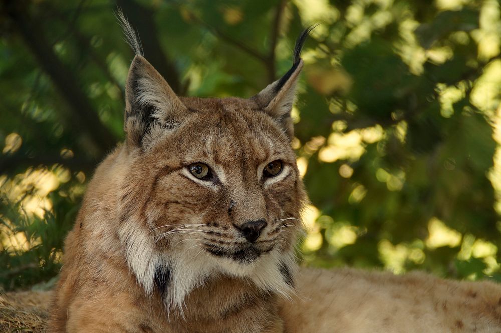 Free lynx image, public domain wild animal CC0 photo.