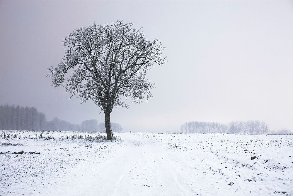 Free snowfall on tree photo, public domain nature CC0 image.