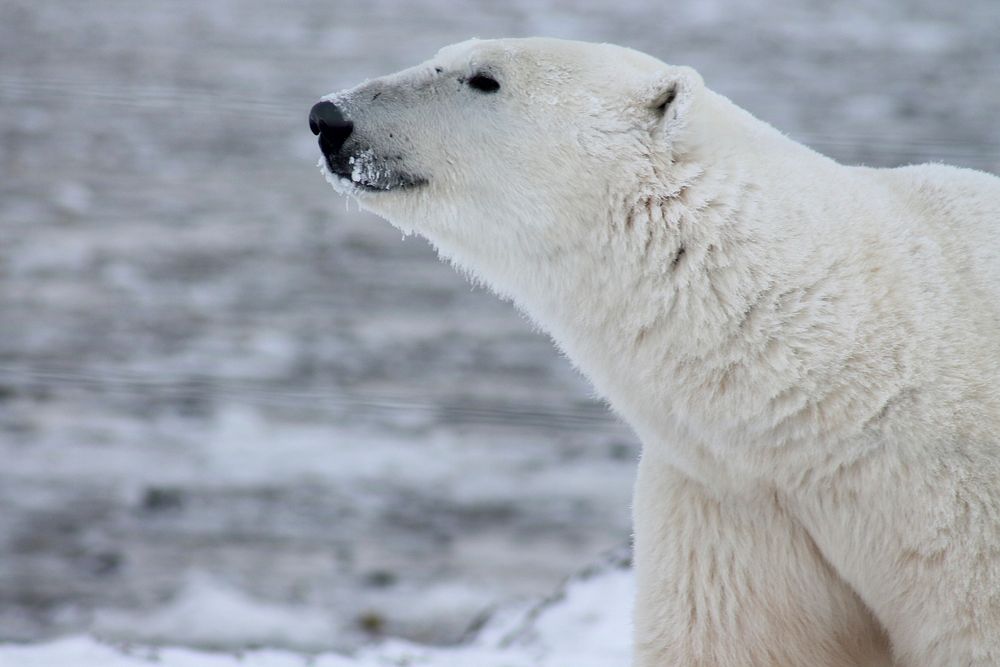 Free polar bear portrait image, public domain CC0 photo.