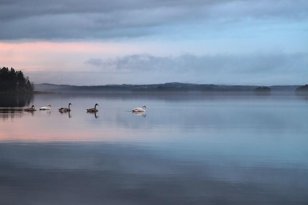 Free beautiful river with duck image, public domain CC0 photo.