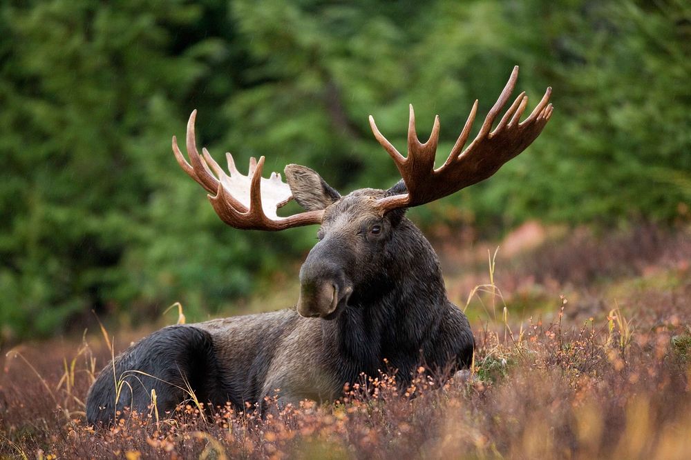 Free moose on meadow image, public domain CC0 photo.