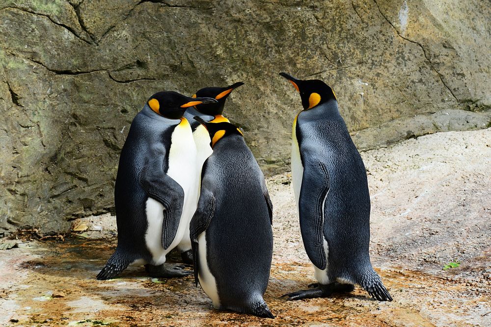 Free king penguin in nature portrait photo, public domain animalCC0 image.