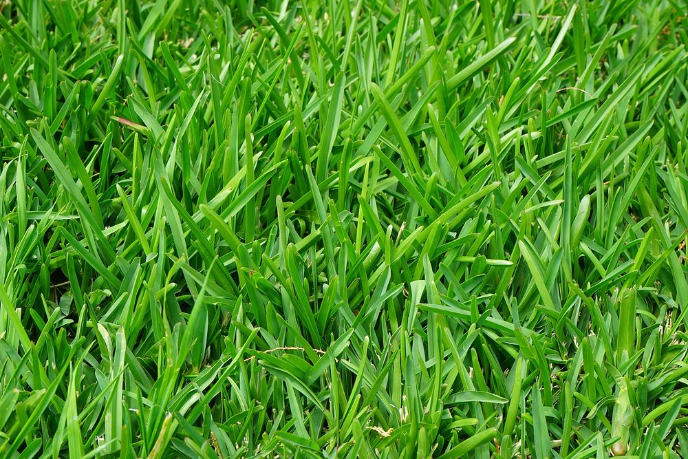 Free grass closeup image, public domain plant CC0 photo.