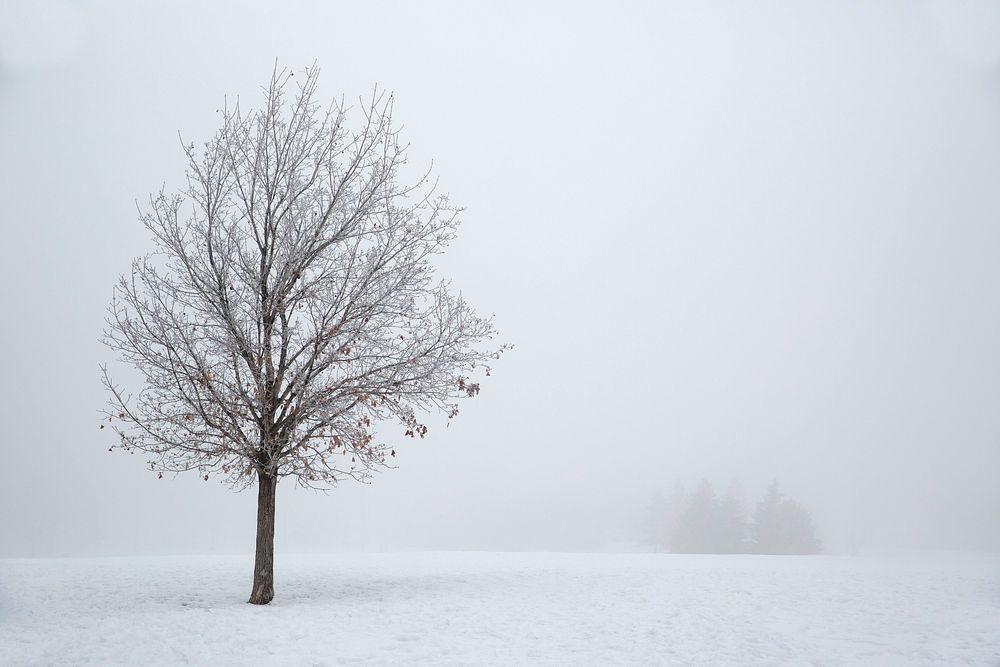 Snow covered landscape with a tree, free public domain CC0 photo