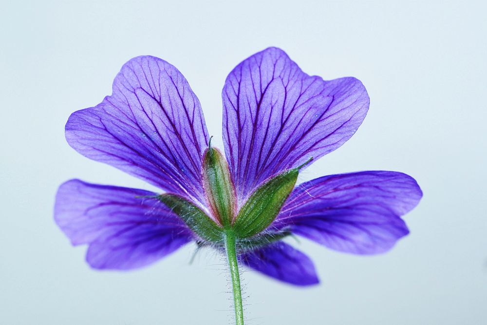 Free purple flower background image, public domain spring CC0 photo.