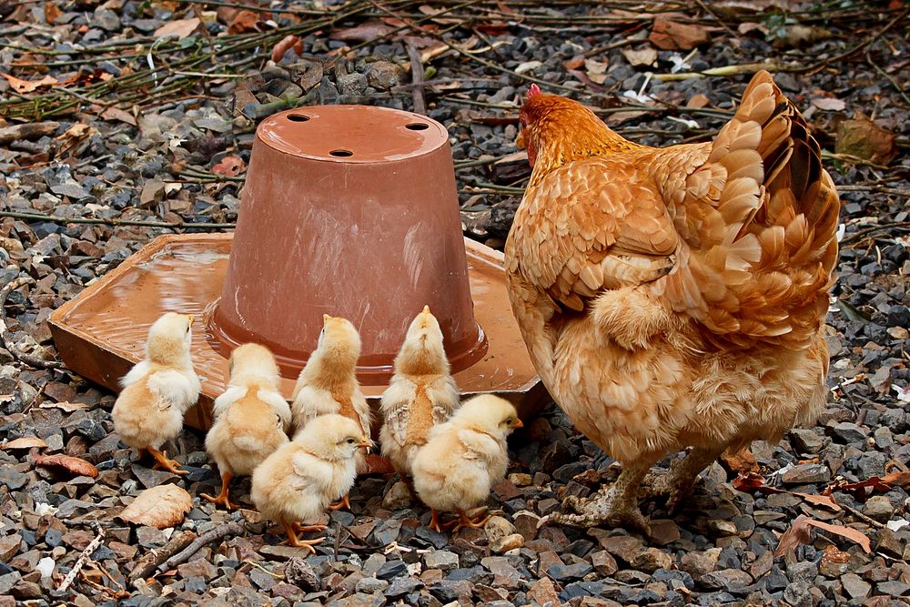 Free brown chicken image, public domain animal CC0 photo. 