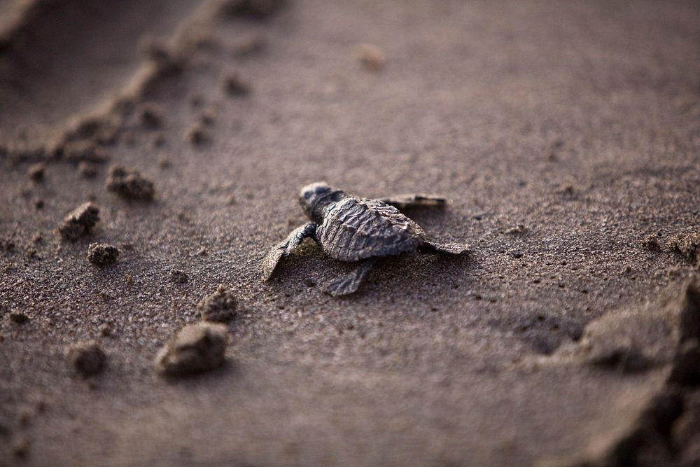 Free baby sea turtle on beach sand image, public domain animal CC0 photo.
