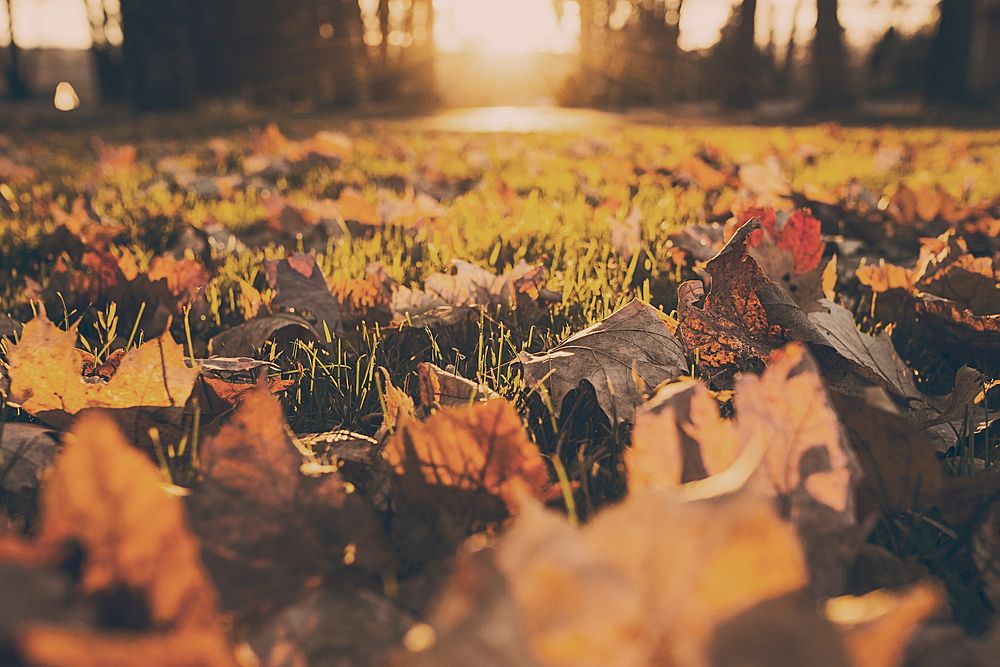 Free ground full of fall leaves photo, public domain nature CC0 image.