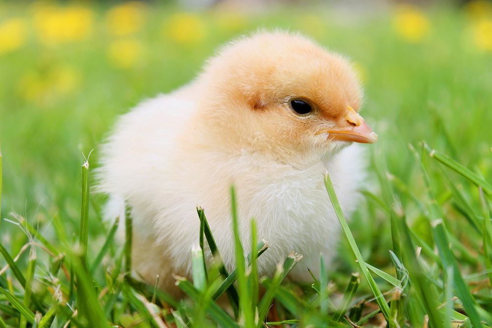 Free little chick standing on grass image, public domain animal CC0 photo.