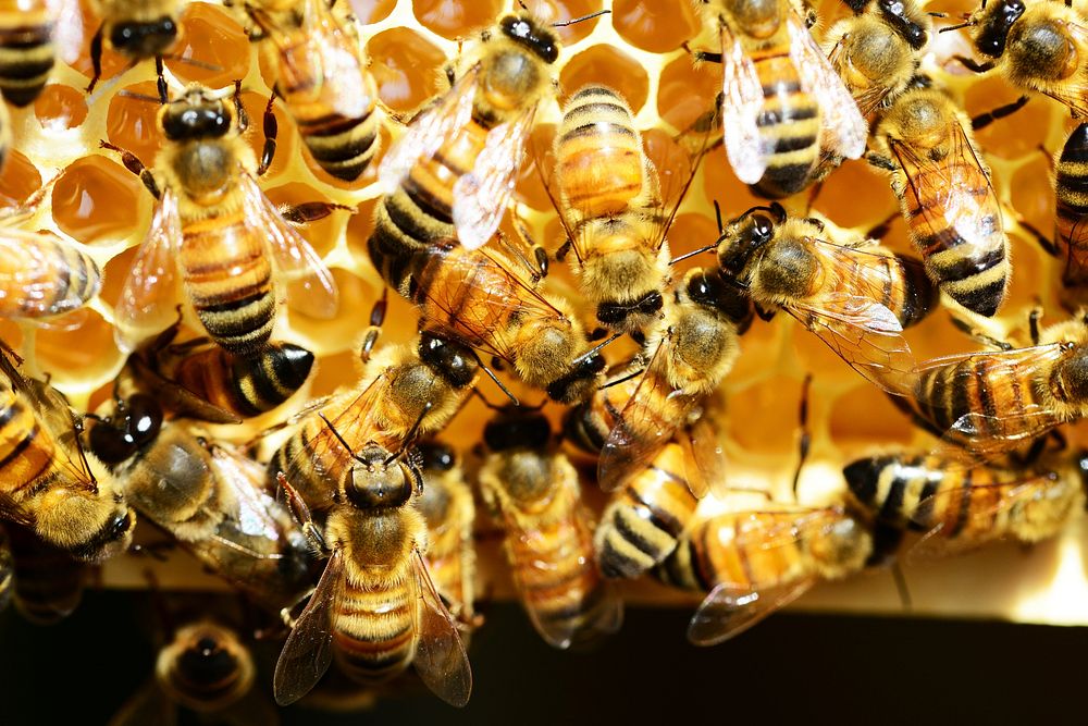 Free group of bee on beehive image, public domain animal CC0 photo.