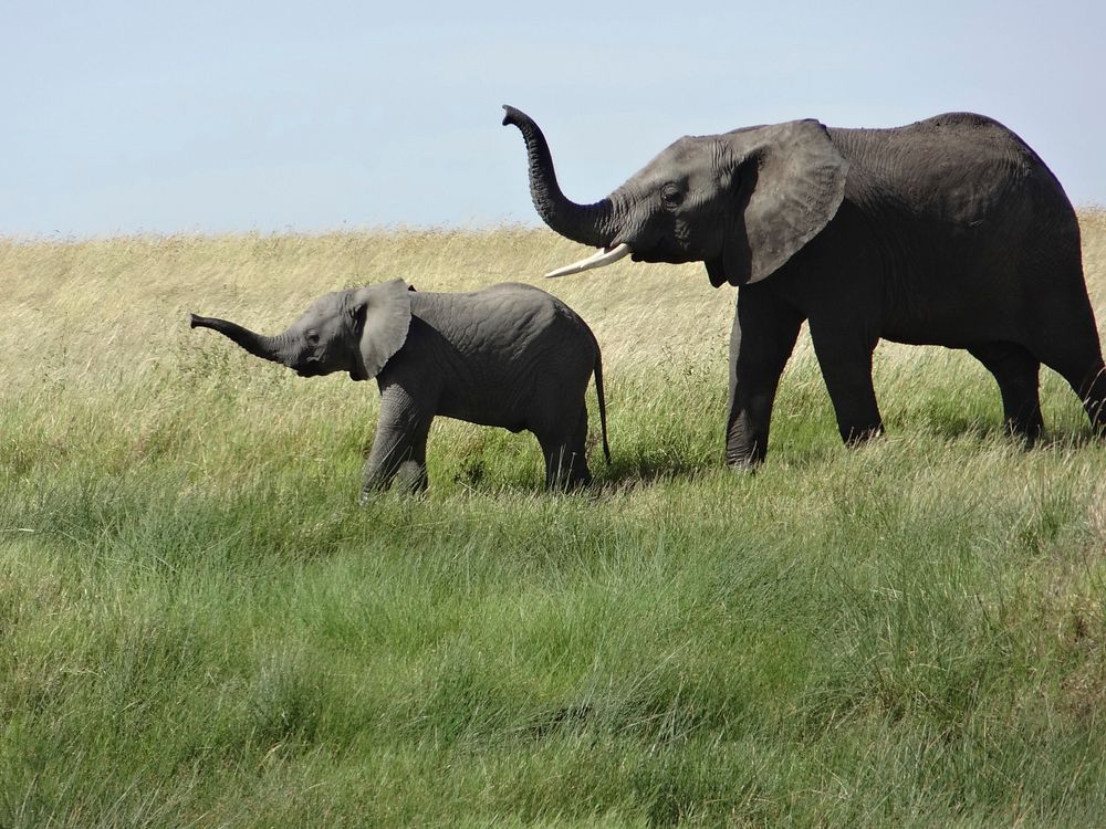 Free African elephant family image, public domain wild animal CC0 photo.