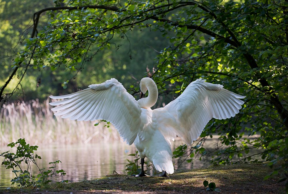 Free swan flapping wings near a lake image, public domain animal CC0 photo.