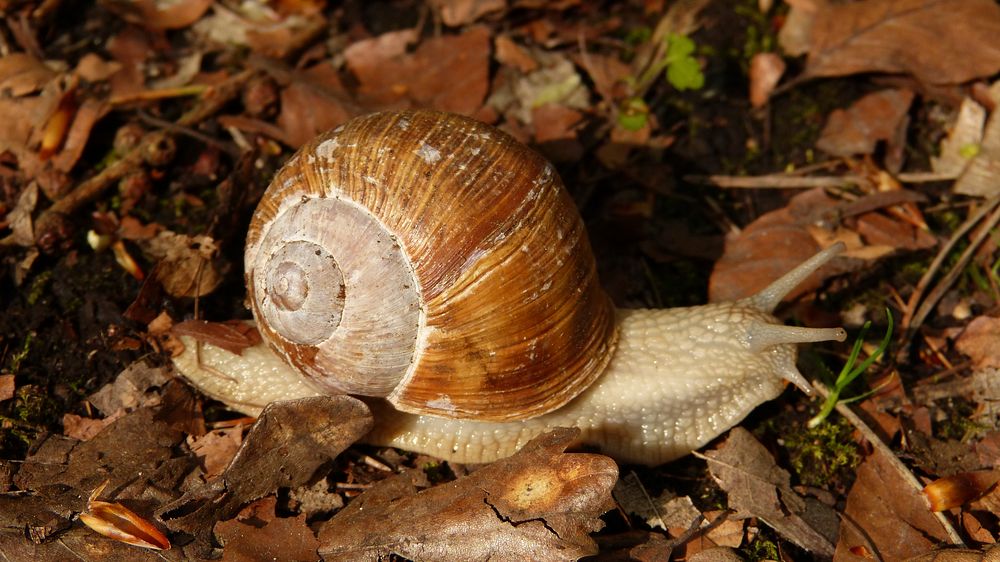 Free snail on ground closeup photo, public domain animal CC0 photo.