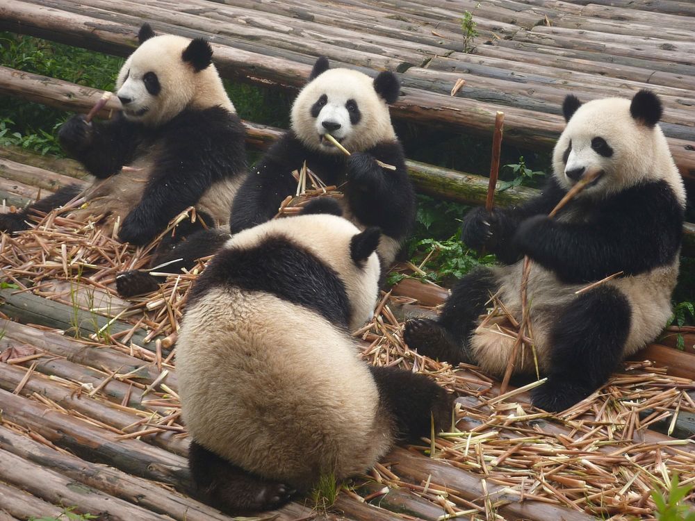 Free Panda image, public domain animal CC0 photo.