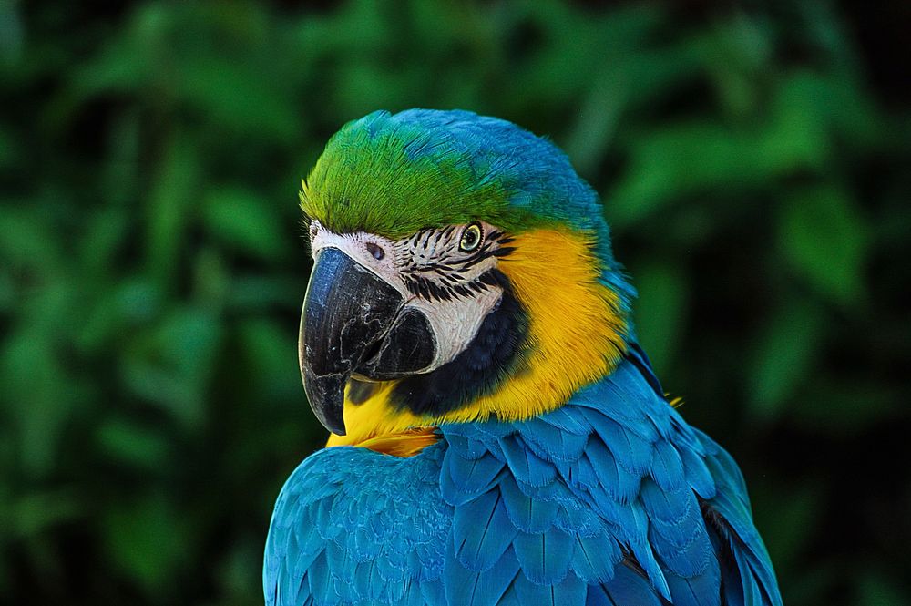 Free macaw parrot head close up portrait photo, public domain animal CC0 image.