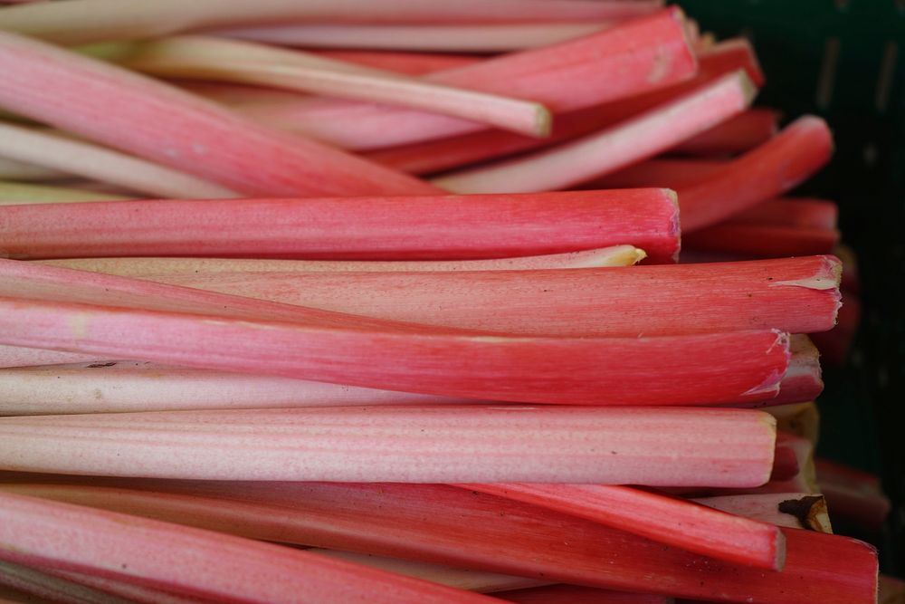 Free pile of rhubarb stems photo, public domain  vegetable CC0 image.