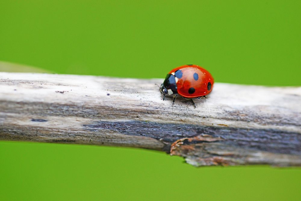 Free ladybug on a tree branch image, public domain animal CC0 photo.