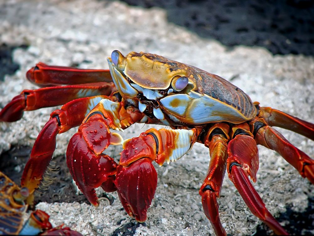 Free sea crab surfacing image, public domain aquatic animal CC0 photo.