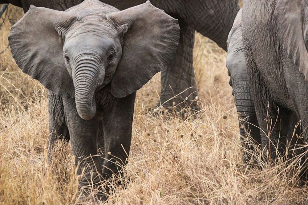 Free baby African elephant image, public domain wild animal CC0 photo.