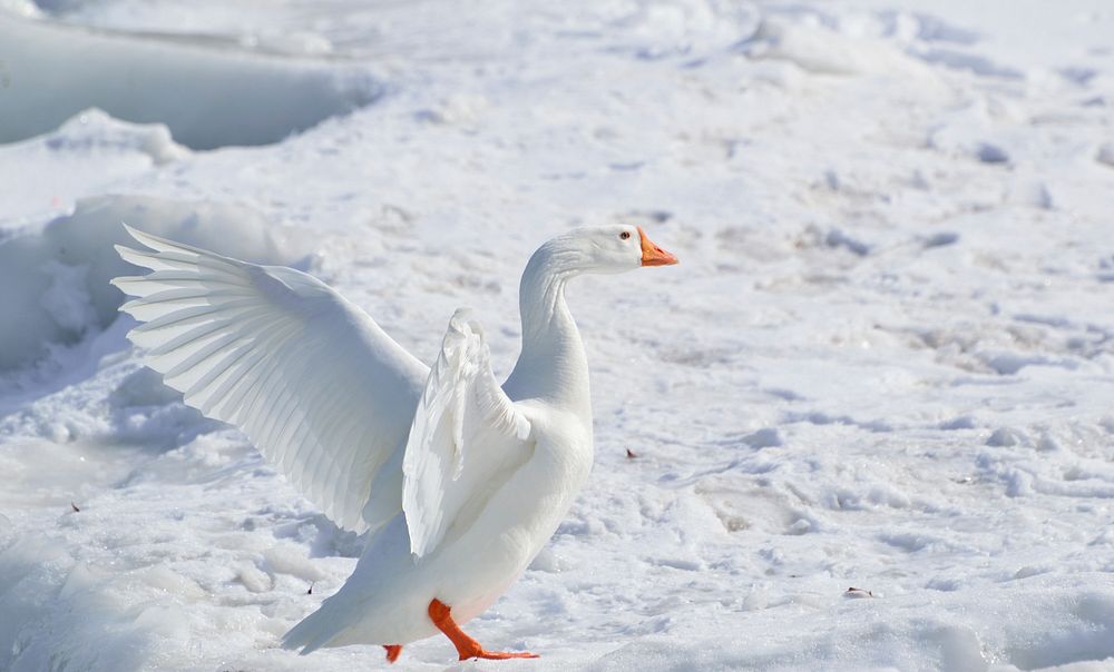 Free snow goose flapping wings on snow image, public domain animal CC0 photo. 