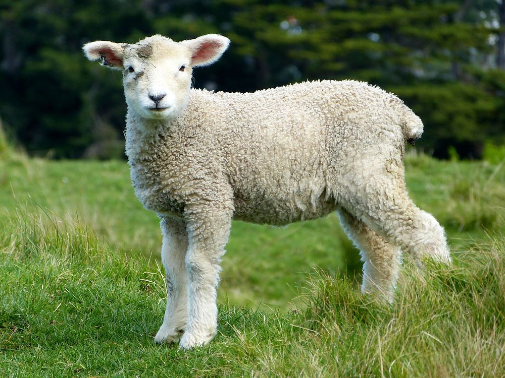 Free sheep standing on grass field image, public domain animal CC0 photo.