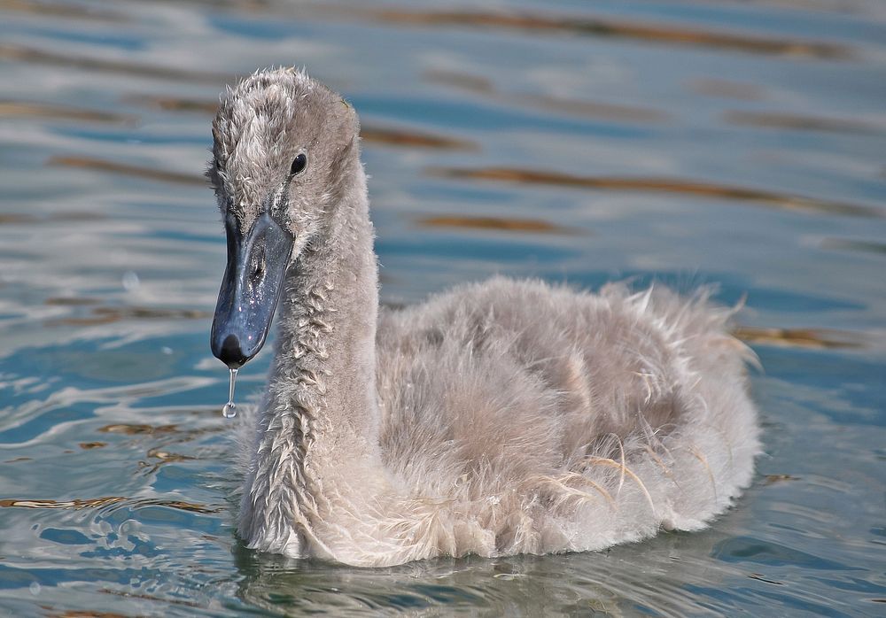 Free grey duck floating on water image, public domain animal CC0 photo.