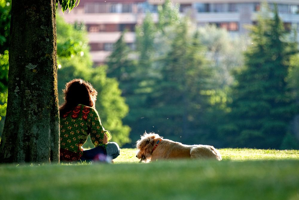 Free Golden Retriever in the park image, public domain pet CC0 photo.