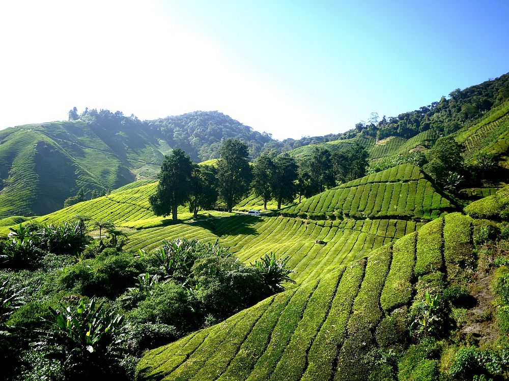 Tea leaves farm in Malaysia, free public domain CC0 photo