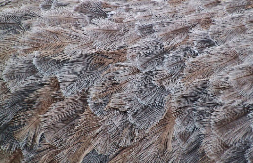 Bird feathers background, free public domain CC0 image.