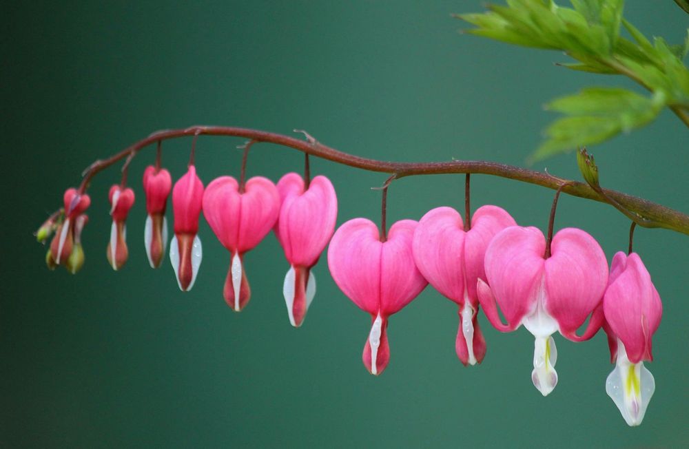 Free Asian bleeding-heart image, public domain flower CC0 photo.
