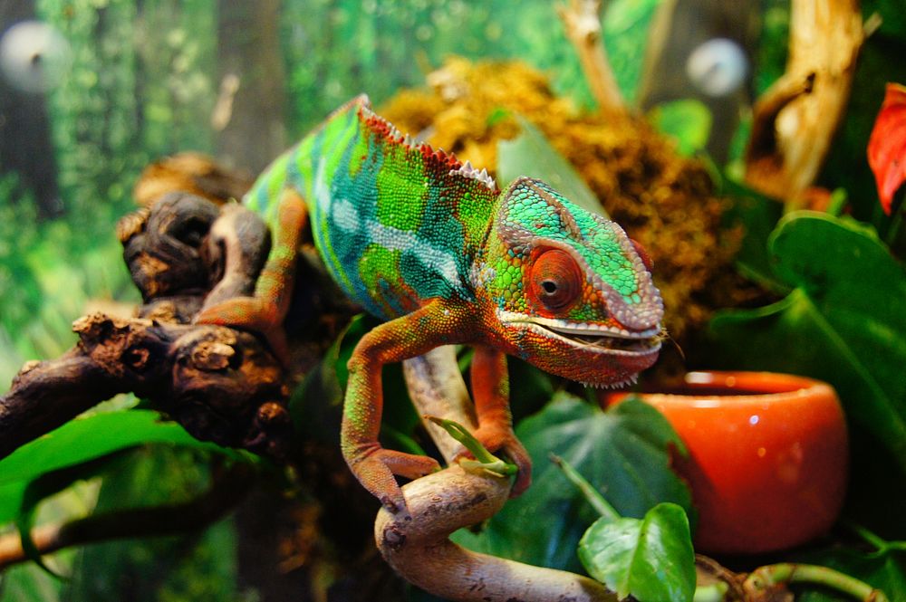 Free chameleon image, public domain wildlife CC0 photo.